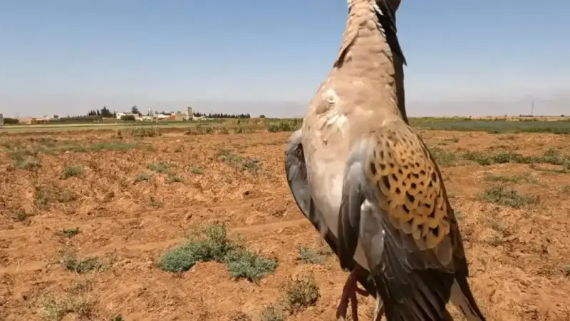 chasse tourterelle des bois au Maroc