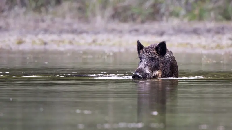 Moselle, 40 sangliers se jettent dans le canal