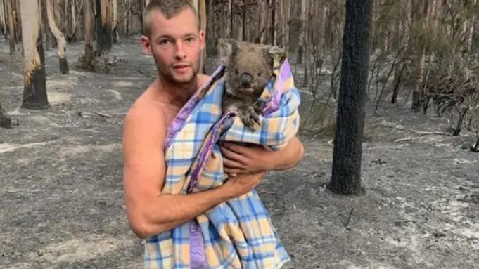 Un chasseur australien à la rescousse des koalas