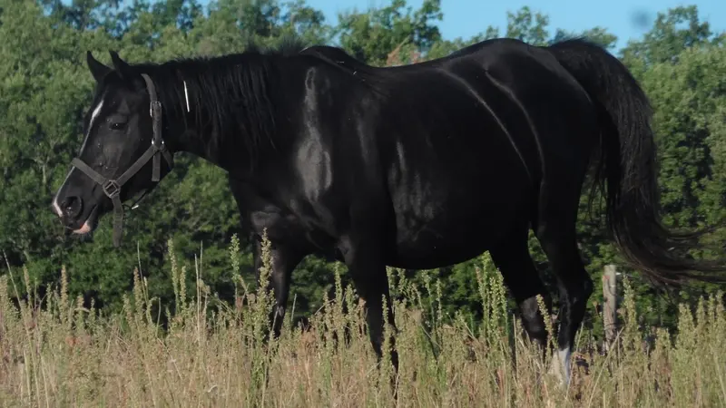 Hérault, un chasseur confond un sanglier avec une jument