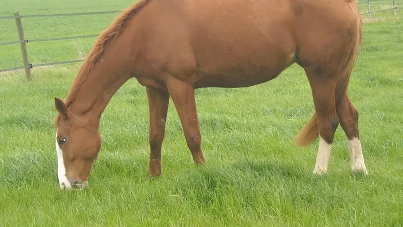 un chasseur de 73 ans a tué accidentellement un cheval.