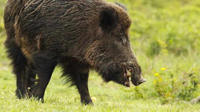 un chasseur tué par le sanglier qu’il venait de tirer.
