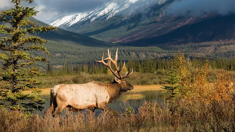 Un chasseur tué par le wapiti qu’il a blessé