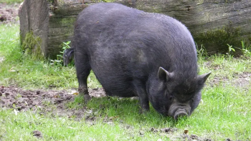 Les chasseurs tuent le cochon vietnamien d’une villageoise en le confondant avec un sanglier