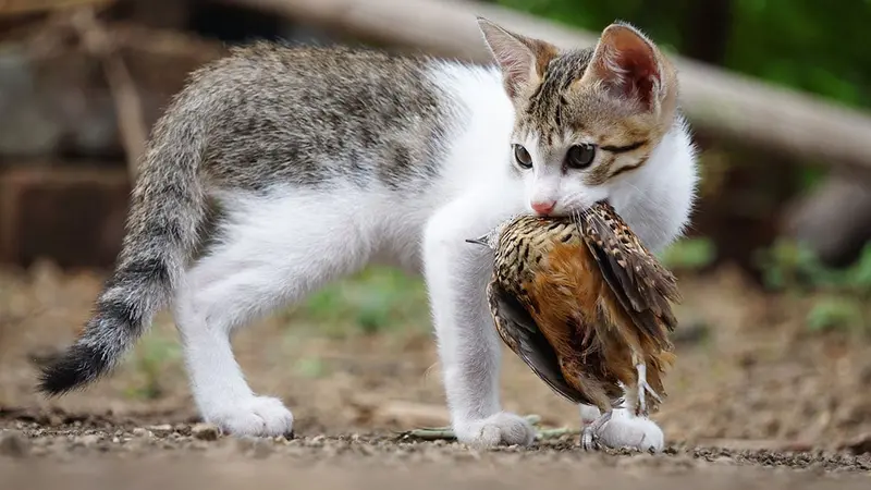 Les chats classés comme espèce exotique envahissante nuisant à la biodiversité en Pologne