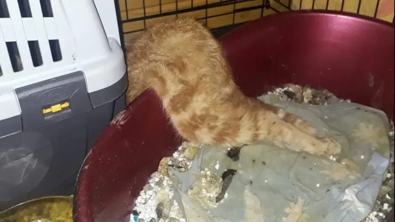 De nombreux chats retrouvés morts chez une présidente d’association de protection d‘animaux.