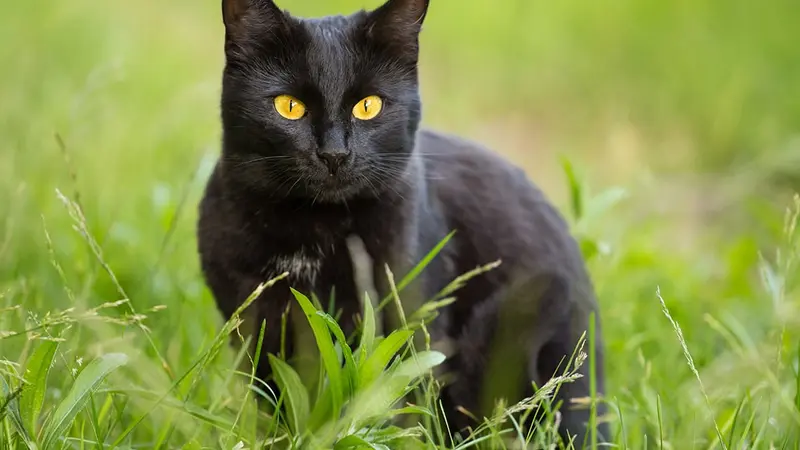 Ces associations de protection des animaux qui piègent les chats