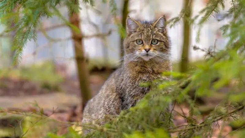 Le chat sauvage revient en Savoie après 1 siècle d’absence