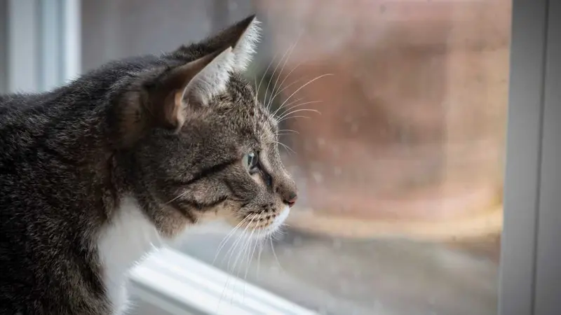 Chats confinés jusqu’en août et 50 000€ d’amende si ces derniers blessent un oiseau en Allemagne