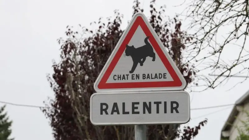De nouveaux panneaux « Chat en balade » pour faire ralentir les automobilistes se mettent en place