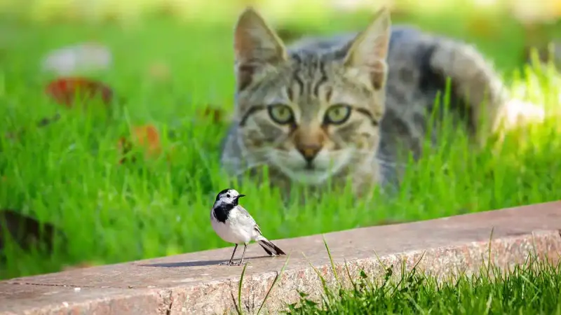 Ce pays veut éradiquer les chats errants d’ici 2050