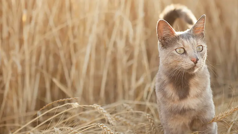 Australie : les chats un fléau qui tuent 1 million d’oiseaux par jour