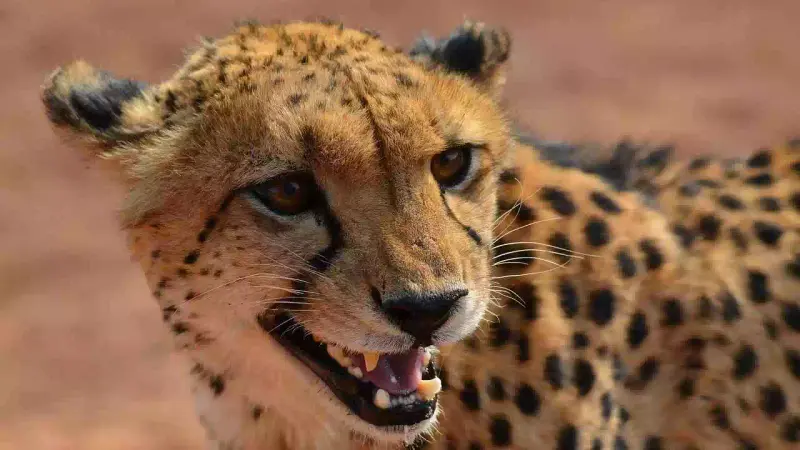 Guépard