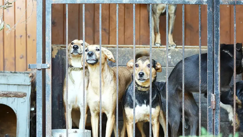 Des chiens de chasse empoisonnés dans un chenil