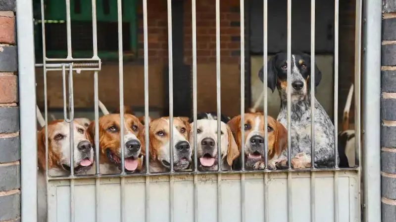 Quelles races de chiens de chasse s’adaptent le mieux à la vie en chenil ?
