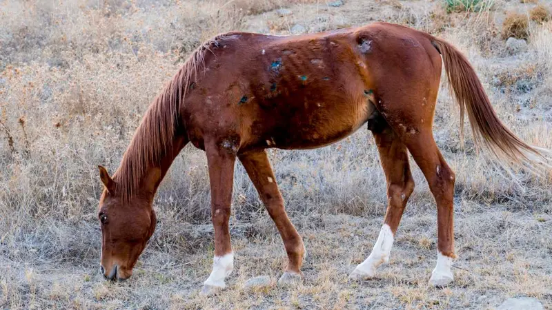 Un propriétaire obligé d’abattre un sanglier en train de mutiler son cheval