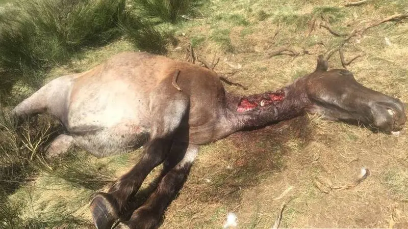 Pyrénées, l’ours Goiat tue un cheval du côté Espagnole.