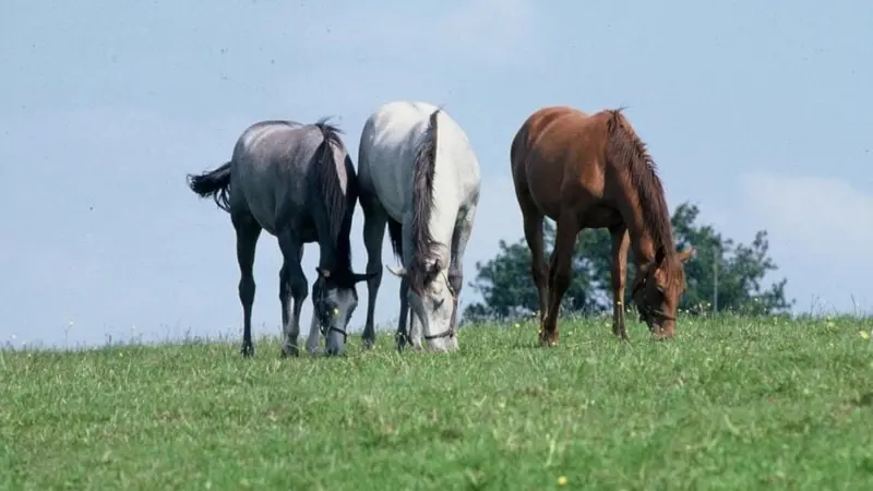 Mutilations d’équidés et de bovins, où sont les écolos ?