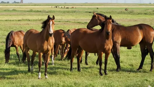 Il confond un cheval avec une biche et le tue