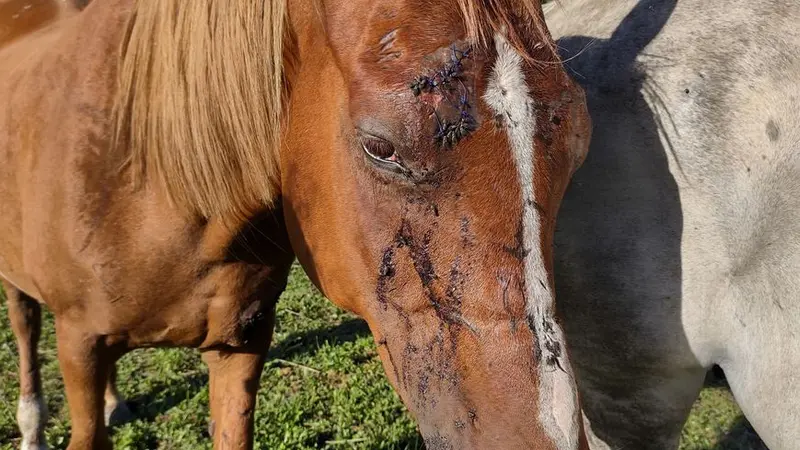 Attaques sur les chevaux : les chasseurs à la rescousse.