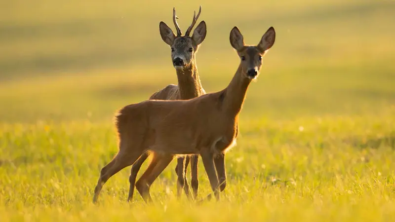 Sécheresse : les Fédérations comptent sur les chasseurs pour s’adapter