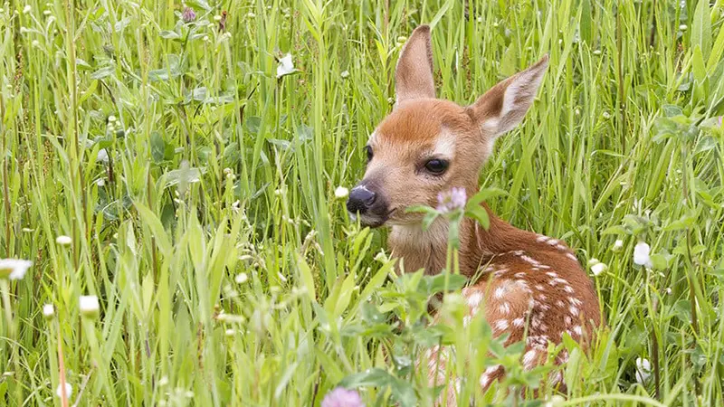 Un faon abattu par une association anti chasse
