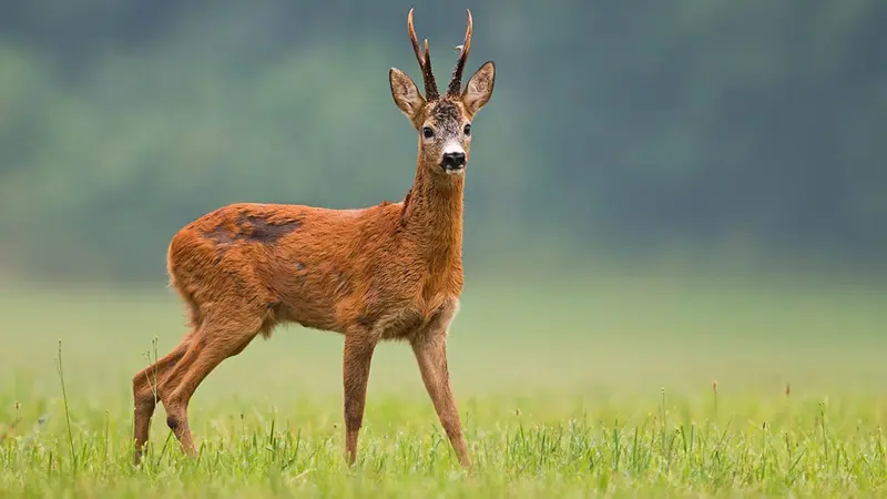 Déterminer l’âge des chevreuils que vous prélevez