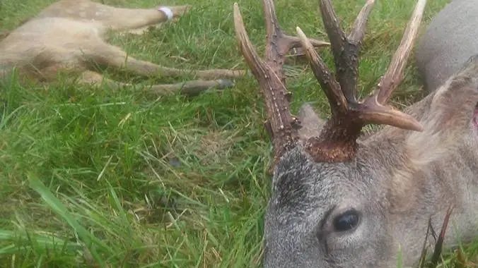Un chevreuil avec une tête bizzarde prélevé dans le Loire et Cher
