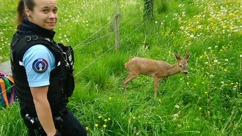 Un chevreuil sauvé par les gendarmes dans le Lot