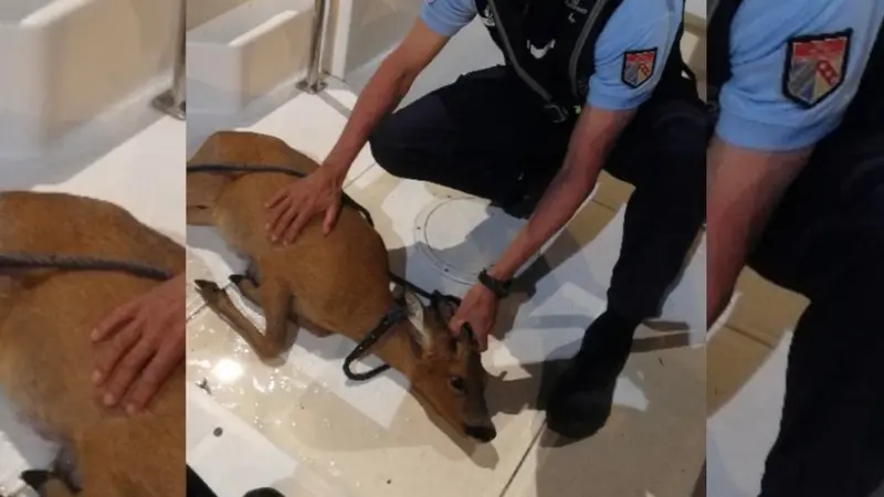 Un chevreuil coincé dans une écluse sauvé par les gendarmes en Moselle