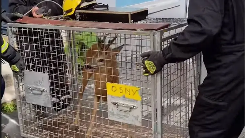 Un chevreuil sauvé en plein centre ville de Pontoise