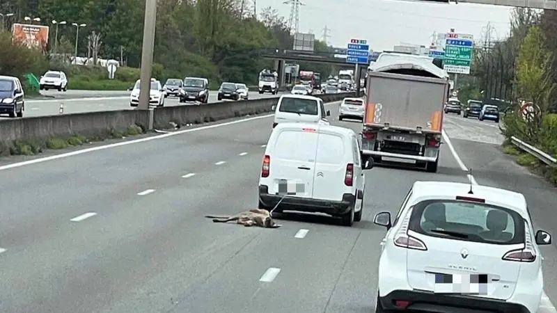 Un automobiliste arrêté pour avoir traîné un chevreuil mort au bout d’une corde sur l’autoroute