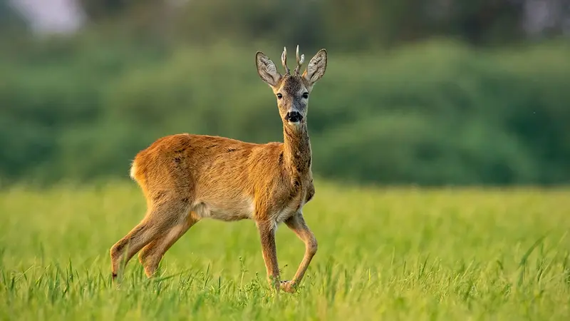 Sud-Ouest : les chasseurs de la Teste-de-Buch décident de ne pas chasser le chevreuil cette saison
