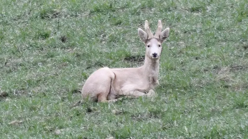 Un chevreuil blanc observé dans la Marne