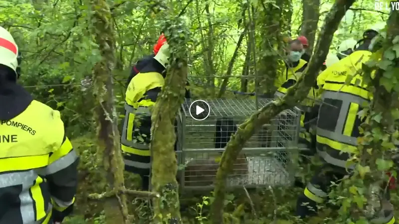 3 chevreuils sauvés dans un réservoir d’eau (vidéo)