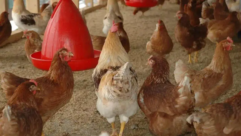 vol de 110 poulets