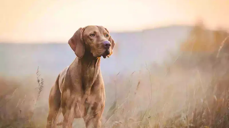 chien-Aujeszky-Haute-Saone