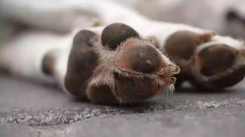 chien-Aujeszky