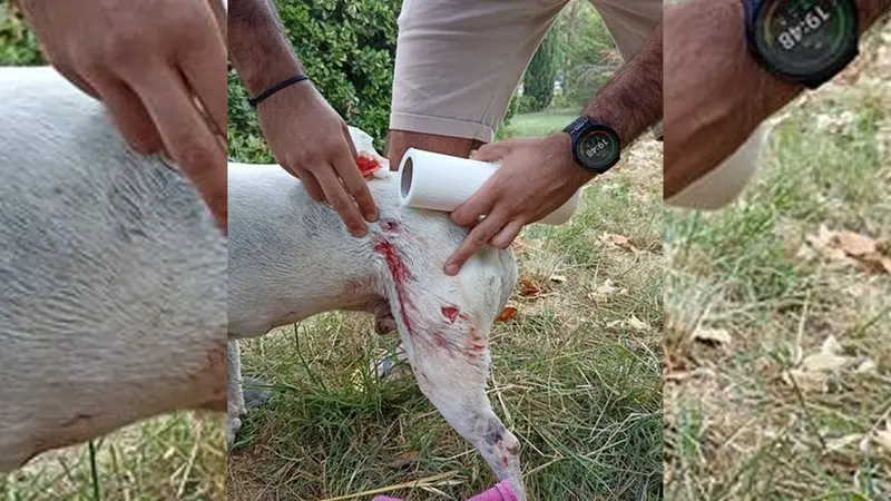 L’invasion des sangliers devient problématique à Limoux dans l’Aude