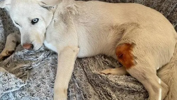 Un sanglier charge et blesse le chien d’un promeneur à Châtellerault