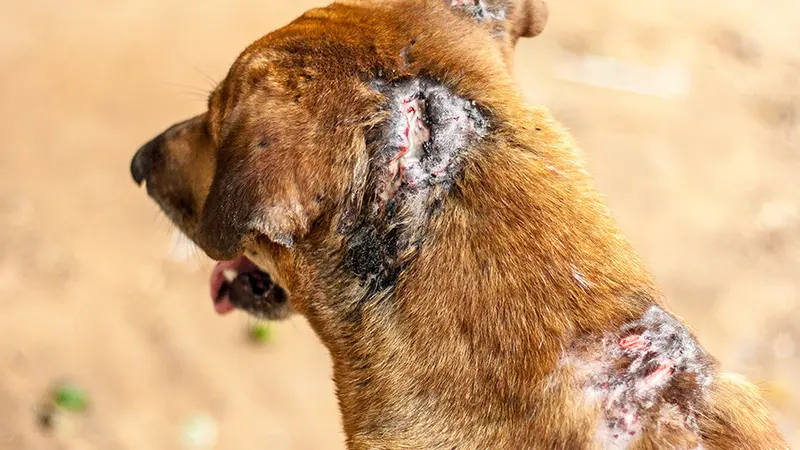 6 mois de prison ferme pour un homme qui battait son chien
