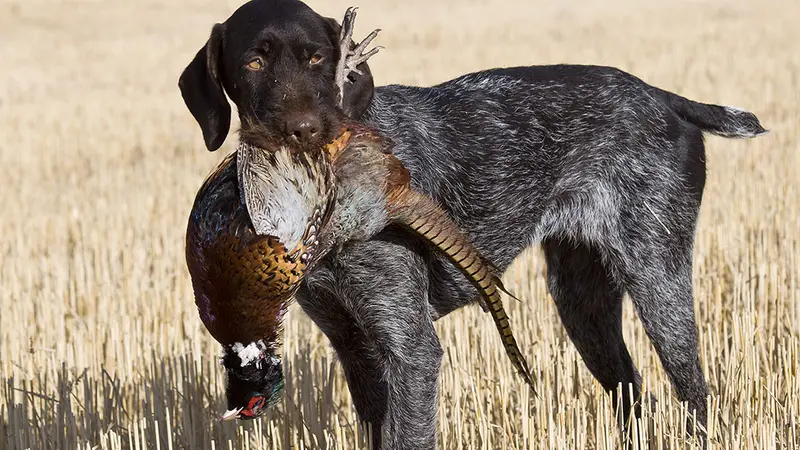 Isère : 6 chiens de chasse retrouvés tués et mutilés