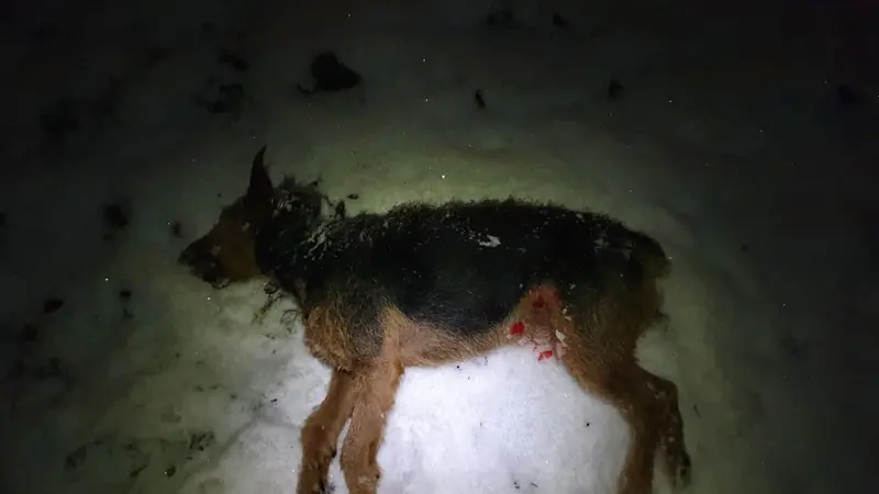 Un chien de chasse tué par 2 loups en Savoie