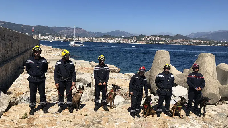 Corse : des chiens pour détecter le COVID-19
