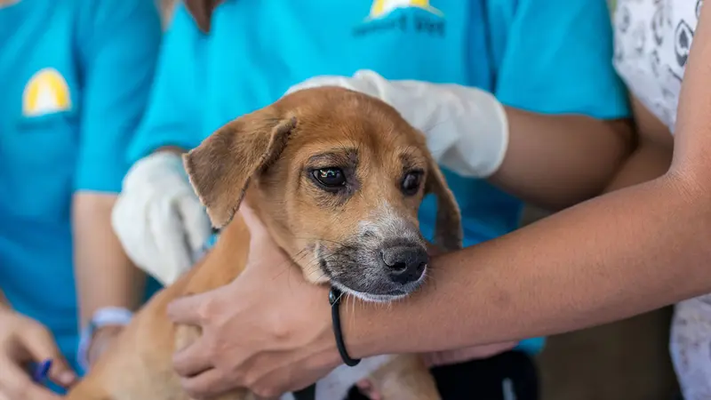 Un chien testé positif au Covid-19 en Chine