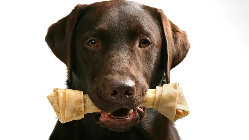 Le danger des friandises à mâcher pour chien