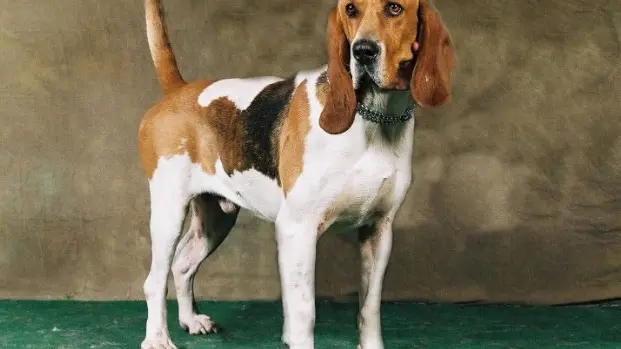Chien d’Artois