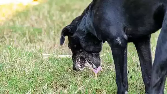 Sud de la France : 2 chiens de chasse empoissonné au « raticide »