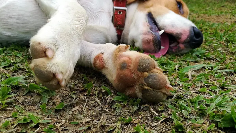 20 chiens empoisonnés en Savoie