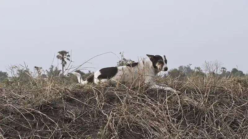 Cinq communes d’un département Français autorisent le tir des chiens errants